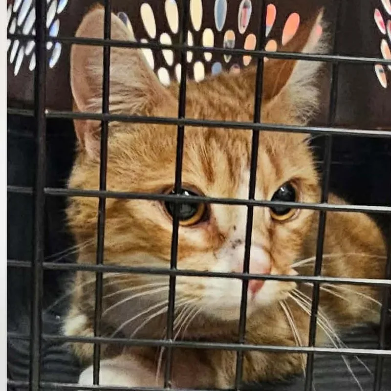 An adult small-sized female Buff / Tan / Fawn Domestic Short Hair cat named Snow White for adoption in Winchester, VA