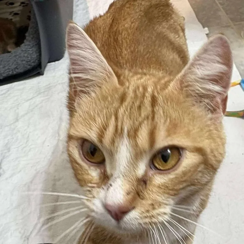 Snow White thumbnail 3