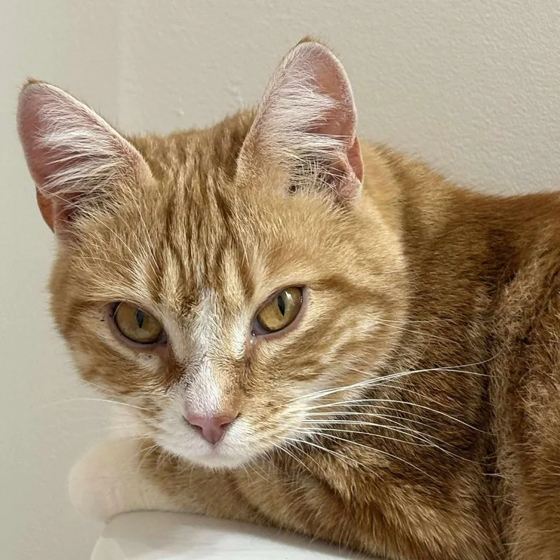 Snow White thumbnail 4