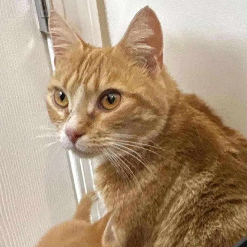 Snow White thumbnail 5