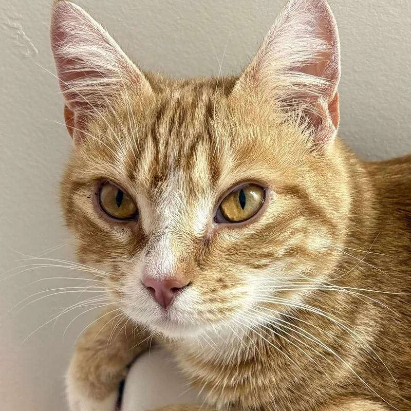 Snow White thumbnail 6