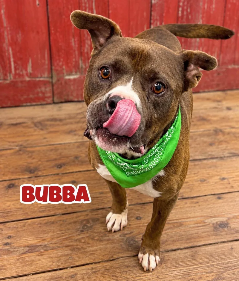 An adult large-sized male Mixed Breed dog named Bubba for adoption in Flint, MI