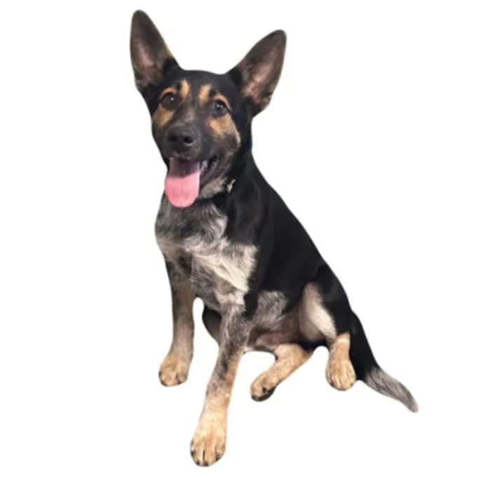 A baby medium-sized male Shepherd dog named Rizzo for adoption in Red Bluff, CA