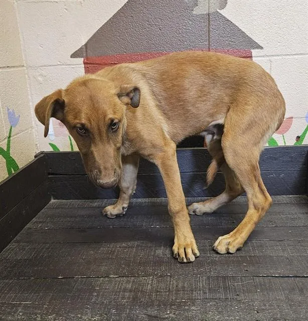 A baby medium-sized male Doberman Pinscher dog named Sky for adoption in Castaic, CA