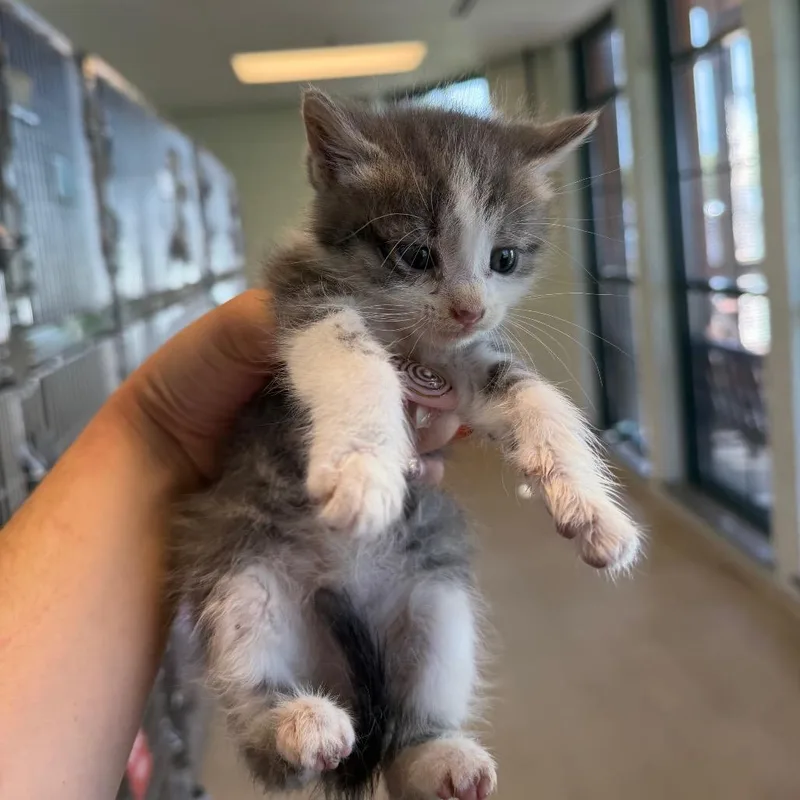 Wyeth