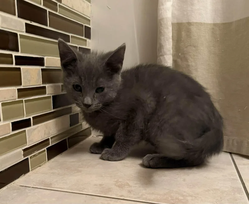 A baby medium-sized male Gray / Blue / Silver Domestic Short Hair cat named Jack for adoption in Buffalo, NY