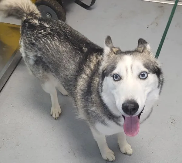 An adult medium-sized female Siberian Husky dog named Pen  Chloe for adoption in Lawrenceville, GA