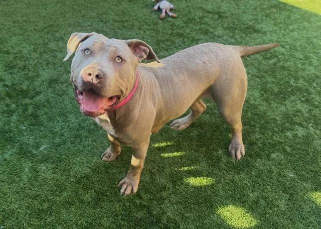 A young large-sized female Yellow / Tan / Blond / Fawn Pit Bull Terrier dog named Save Me Please! Ariel for adoption in San Marcos, CA