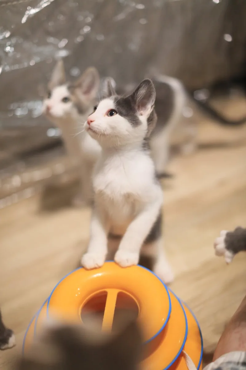 A baby medium-sized male Gray & White Domestic Short Hair cat named Seagull for adoption in Pasco, WA