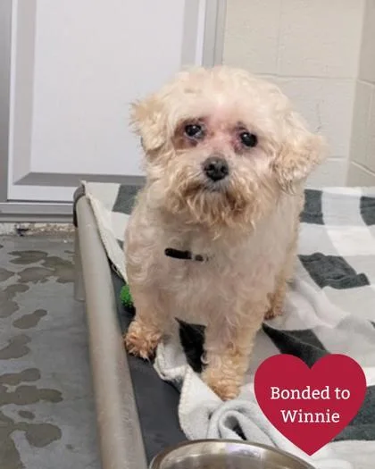 Dixie Pawspice