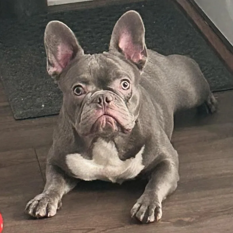 An adult medium-sized male Gray / Blue / Silver Mixed Breed dog named Dior for adoption in Greensboro, NC