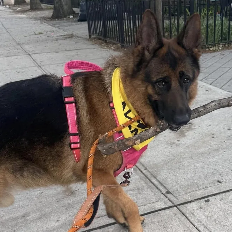 An adult large-sized male German Shepherd Dog dog named Bowie for adoption in Long Island City, NY