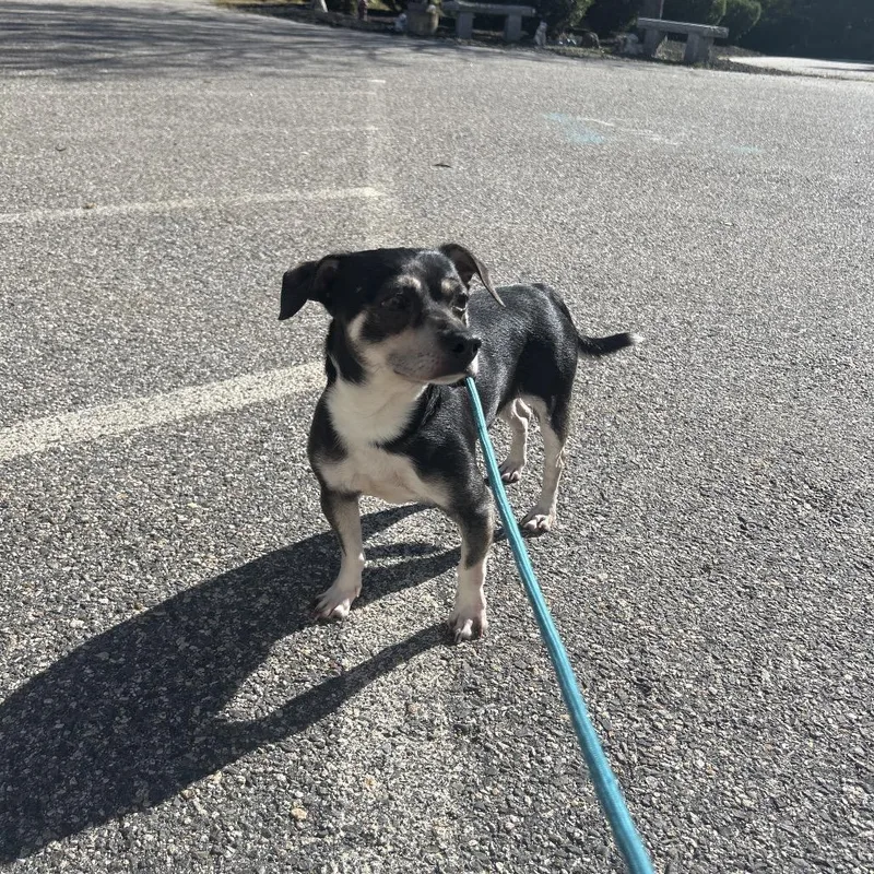 An adult small-sized male Mixed Breed dog named Levi for adoption in Bedford, NH