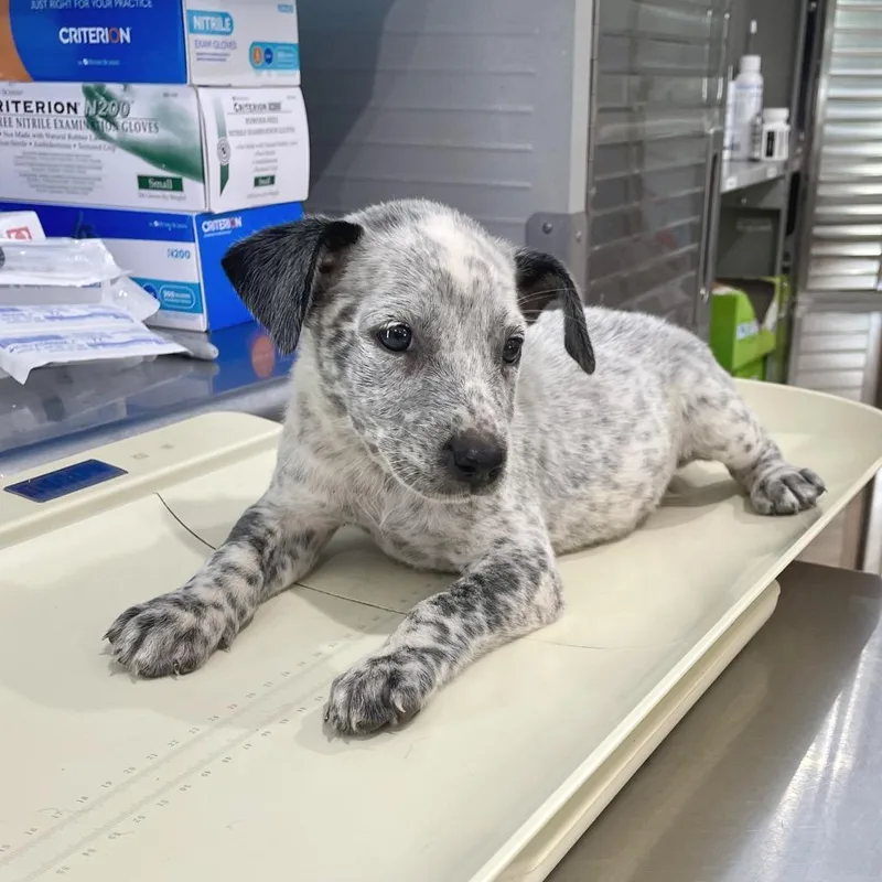A baby medium-sized female White / Cream Pit Bull Terrier dog named Curly Sue for adoption in Livingston, TX