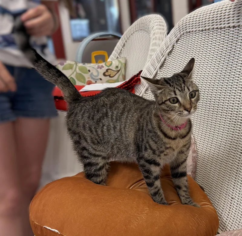 A young small-sized female Domestic Short Hair cat named Princess Peach for adoption in Slidell, LA