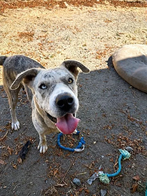 An adult large-sized female Pit Bull Terrier dog named Chanel for adoption in Chula Vista, CA