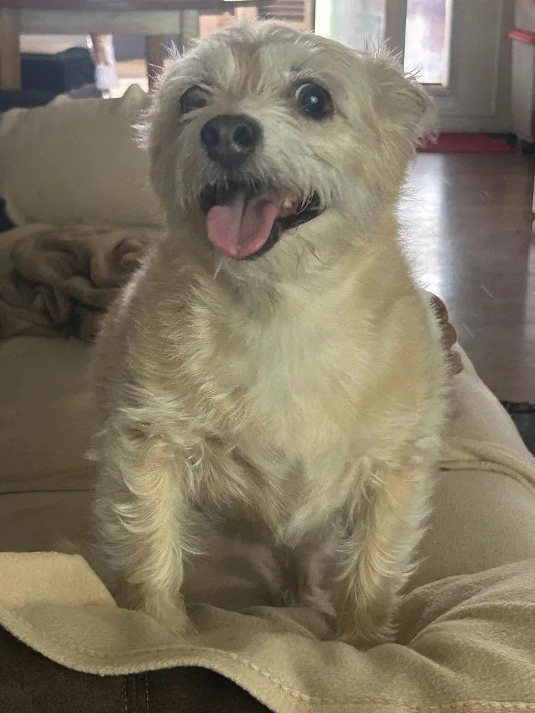 A senior medium-sized male Chihuahua dog named Eddy for adoption in Mustang, OK