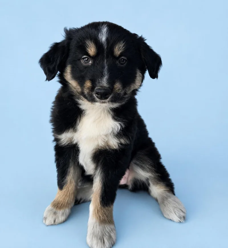 A baby medium-sized female Tricolor (Brown, Black, & White) German Shepherd Dog dog named Katie for adoption in St. Clairsville, OH