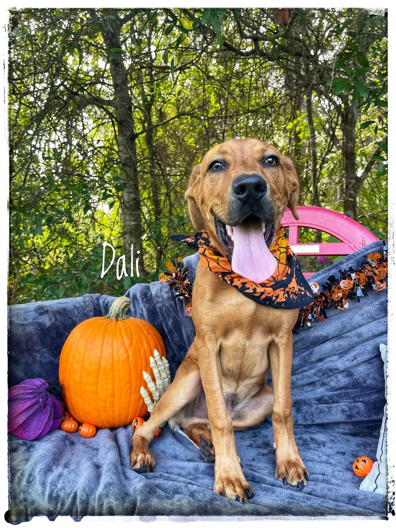 A baby large-sized male Redbone Coonhound dog named Dali for adoption in Sebring, FL