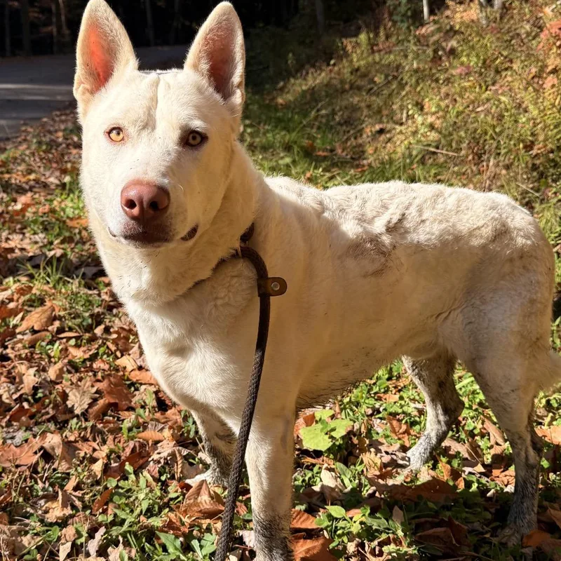 An adult large-sized male White / Cream German Shepherd Dog named Solomon for adoption in Milford, NY