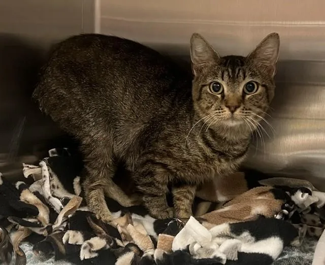 A young small-sized male Bengal cat named Eeyore for adoption in Norco, CA
