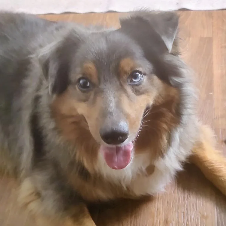 An adult medium-sized male Australian Shepherd dog named Dakota for adoption in Stokesdale, NC