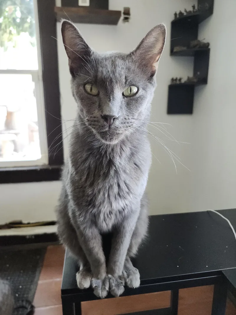 A senior large-sized female Russian Blue cat named Mishka for adoption in Long Beach, CA