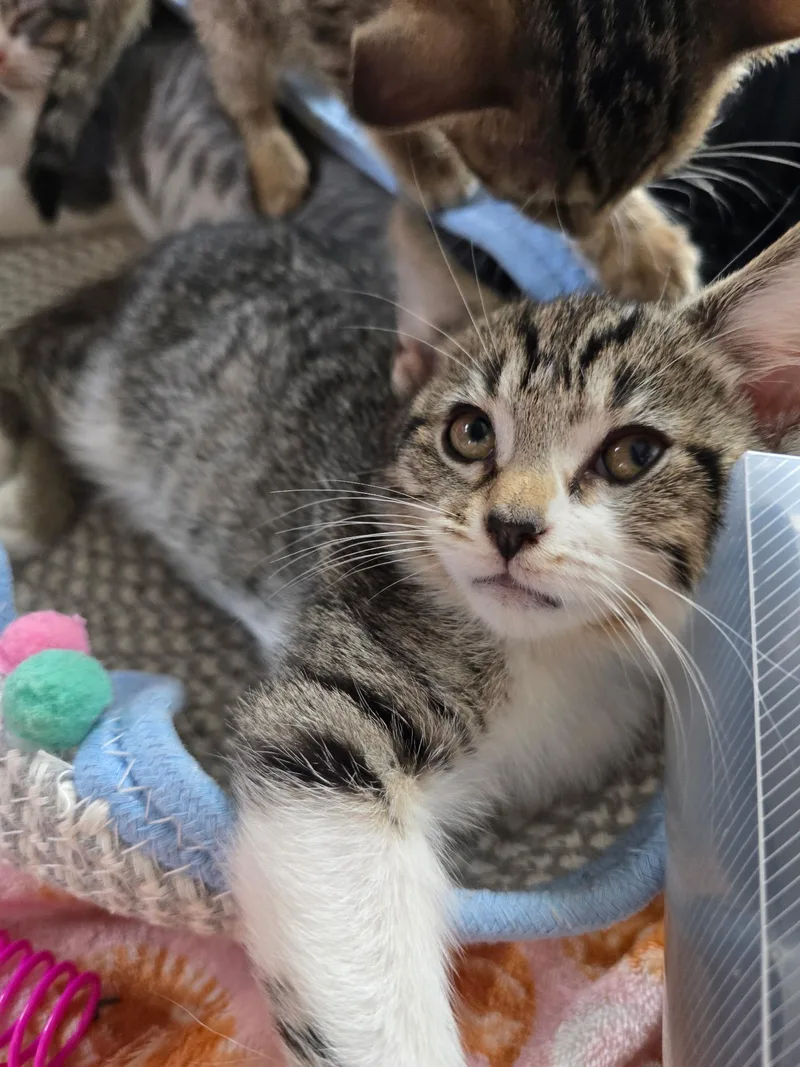 A baby medium-sized female Tabby (Brown / Chocolate) Domestic Short Hair cat named Wichita for adoption in Sauk City, WI