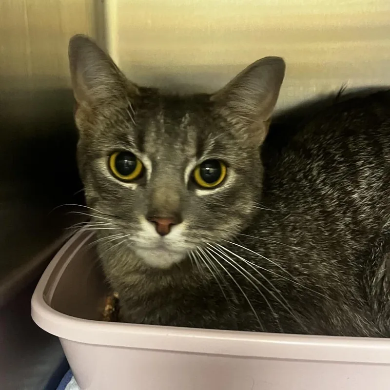 An adult medium-sized female Gray / Blue / Silver Domestic Short Hair cat named Bibble for adoption in Keizer, OR