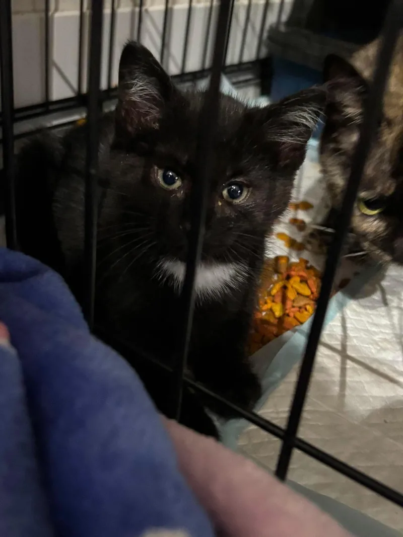 A baby small-sized male Black Tuxedo cat named Stubby for adoption in Grove City, OH