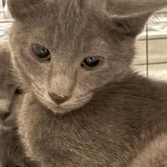 A baby small-sized female Domestic Short Hair cat named Gretel for adoption in Las Vegas, NV