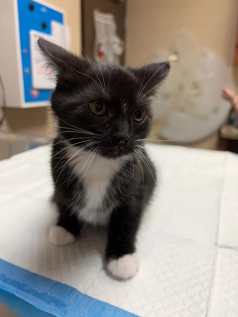 A baby medium-sized female Domestic Short Hair cat named Truffle for adoption in Wintersville, OH