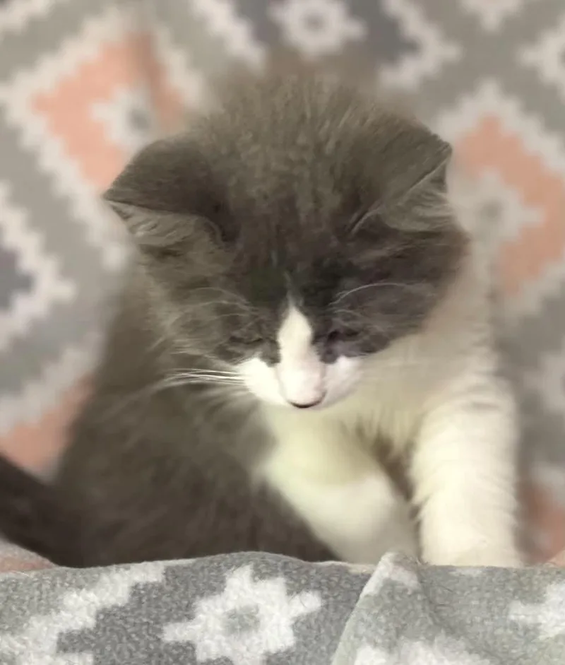 A baby small-sized female Gray & White Domestic Long Hair cat named Lilah for adoption in Kent, OH