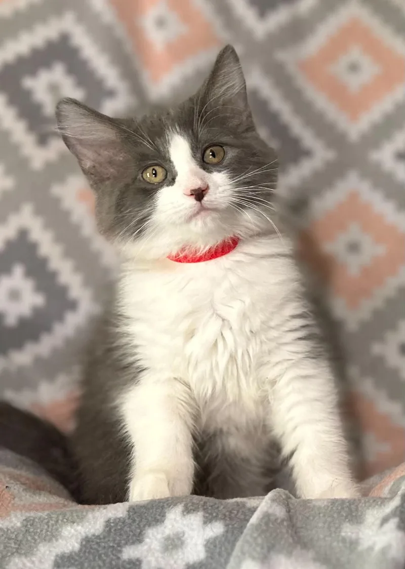 Lilah thumbnail 3
