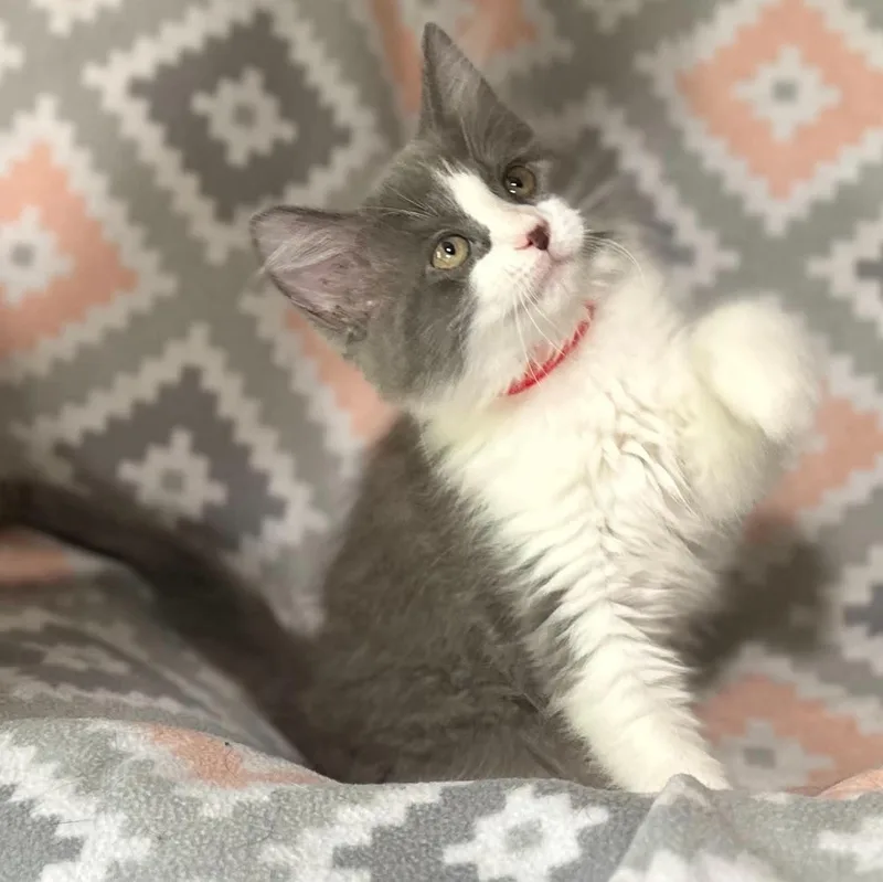 Lilah thumbnail 5
