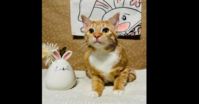 A baby small-sized male Domestic Short Hair cat named Graham for adoption in Groveland, MA