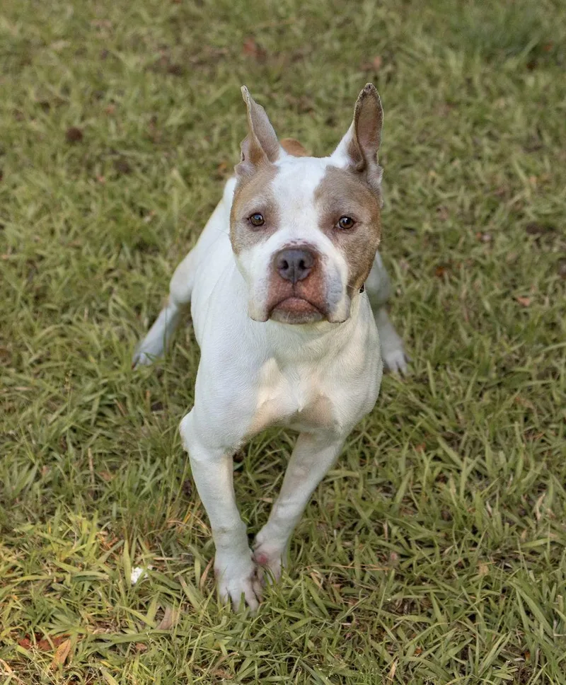 A senior medium-sized female Mixed Breed dog named Twiggy for adoption in Durham, NC
