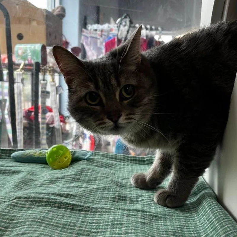 An adult medium-sized female Gray / Blue / Silver Domestic Short Hair cat named Jojo for adoption in Kingman, AZ