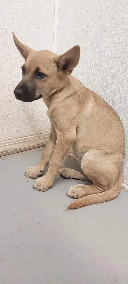 A baby small-sized female Shepherd dog named Bitsey for adoption in Tucumcari, NM