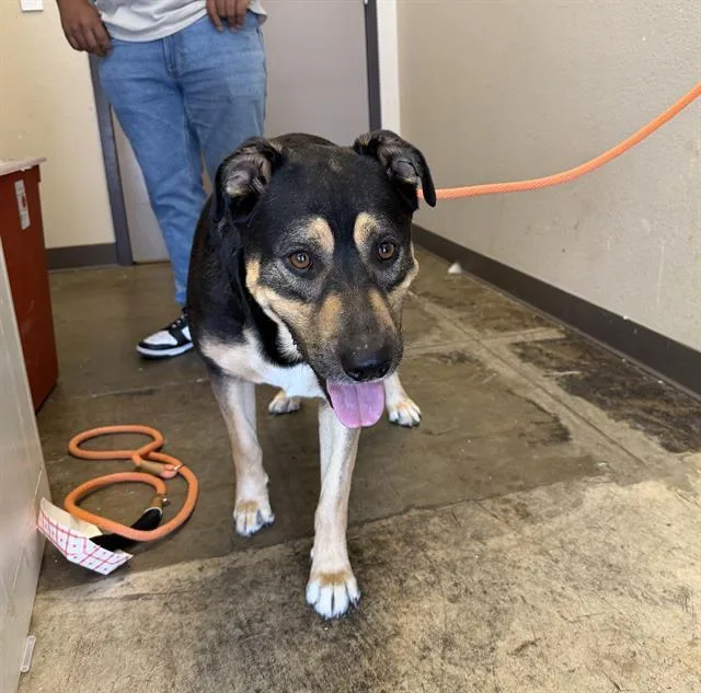 A young large-sized male German Shepherd Dog dog named Finn for adoption in Ontario, CA