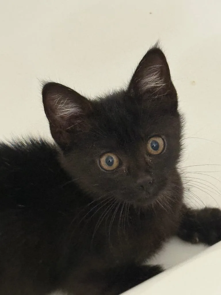 A baby medium-sized male Domestic Medium Hair cat named Finn for adoption in Evans, GA