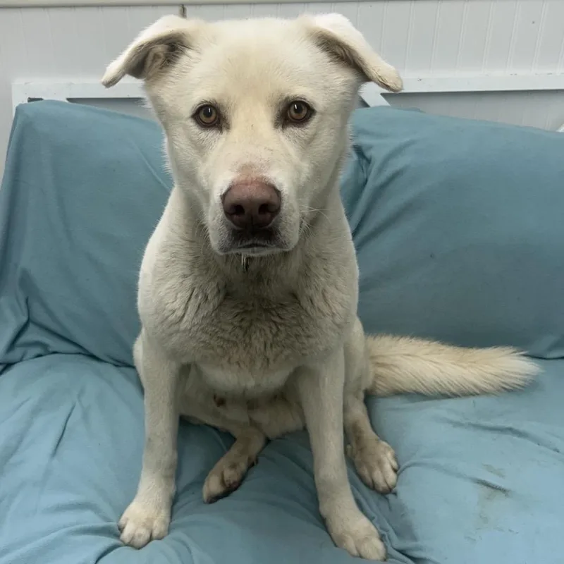 A young large-sized male White / Cream Husky dog named Ollie for adoption in Falmouth, KY