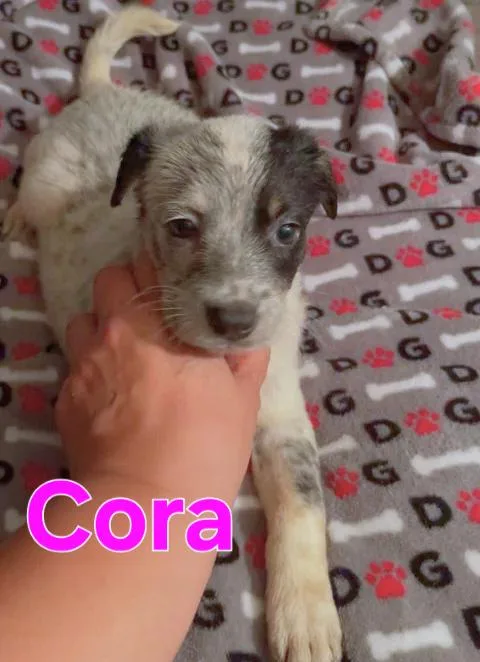 A baby small-sized female Black Chihuahua dog named Cleo for adoption in Dallas, TX