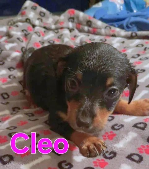 Cleo thumbnail 4