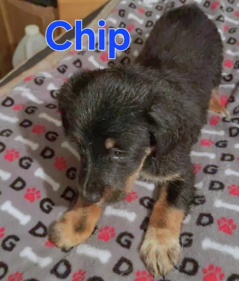 Cleo thumbnail 5