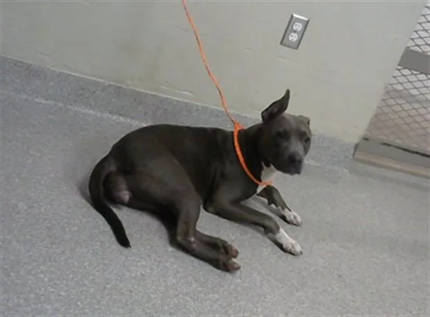 A young large-sized female Pit Bull Terrier dog named Athena for adoption in Pasadena, TX