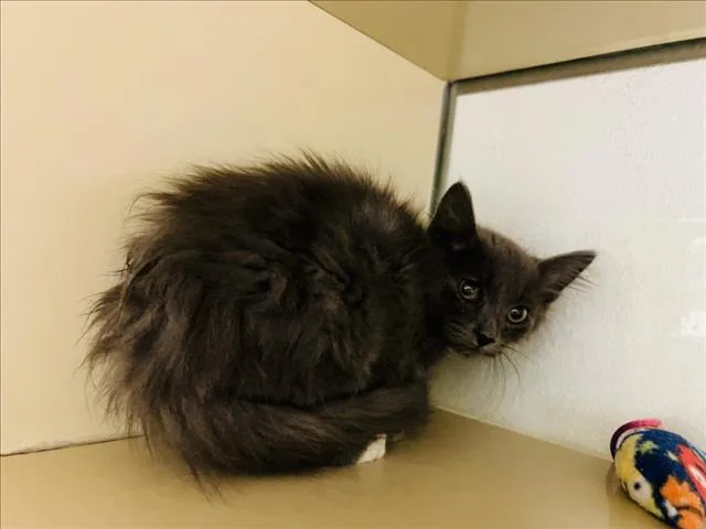 A baby small-sized male Domestic Short Hair cat named Simon for adoption in Santa Fe, NM