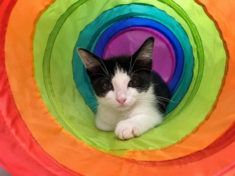 A baby small-sized male Domestic Short Hair cat named Outlaw for adoption in Sebastian, FL