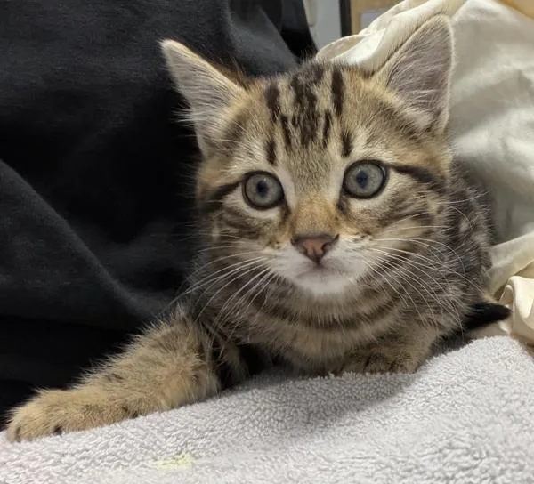 A baby small-sized male Domestic Short Hair cat named Chronos for adoption in Escondido, CA
