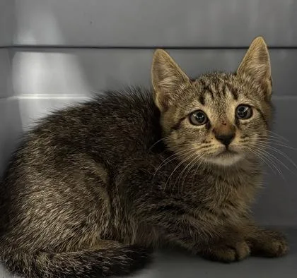 A baby small-sized female Domestic Short Hair cat named Fable for adoption in Cumming, GA